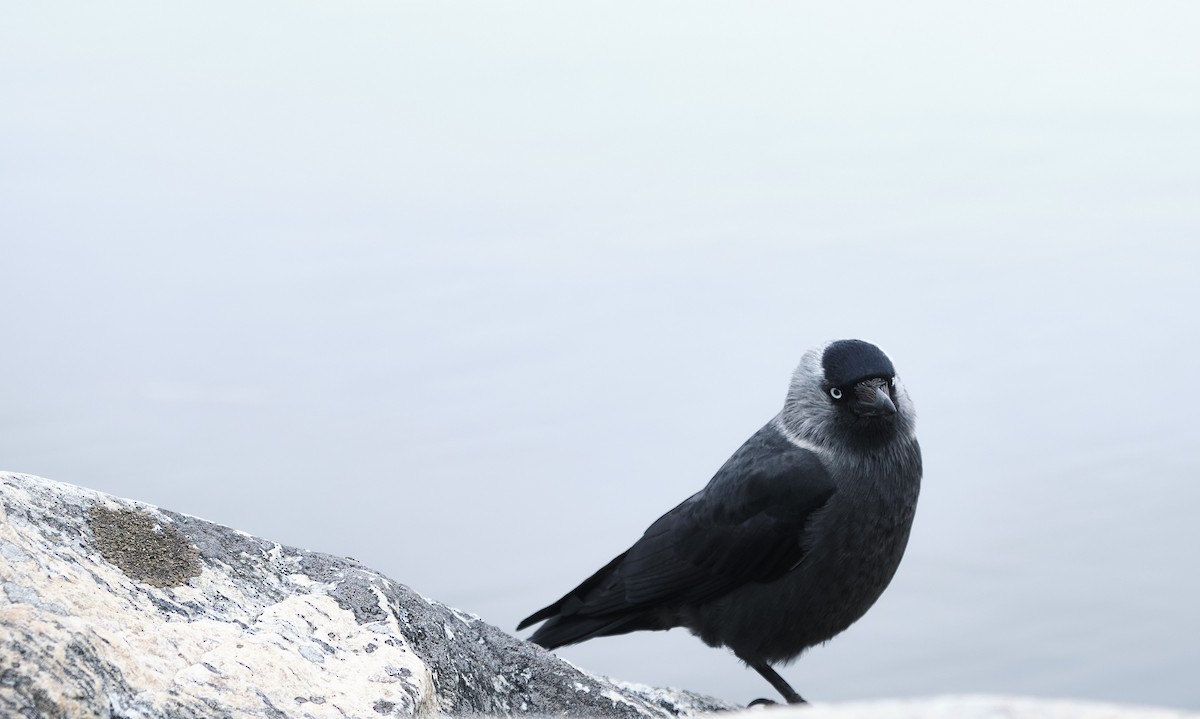 Eurasian Jackdaw - Andrés De la Cámara