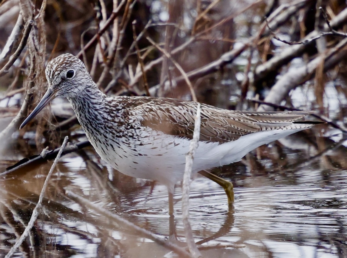 Common Greenshank - Jan Hansen