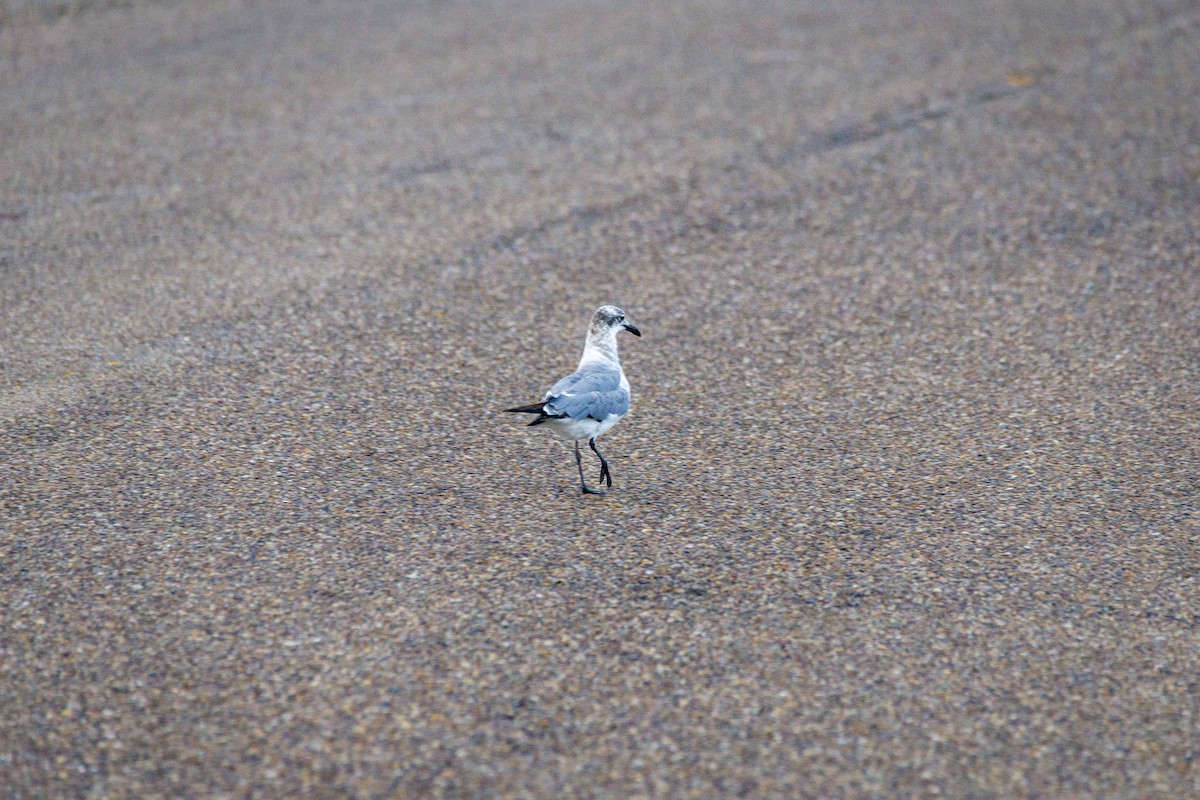 Laughing Gull - ML619448046