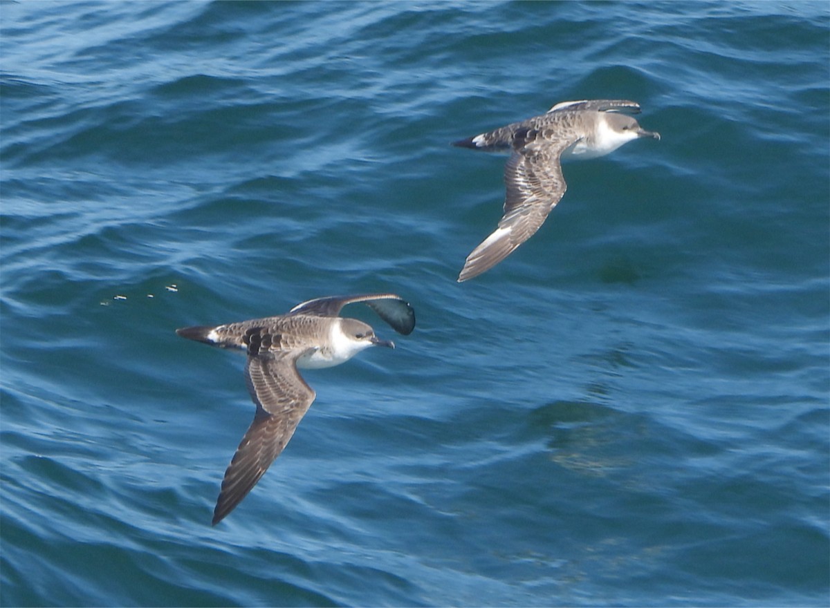 Great Shearwater - Patricia Teague