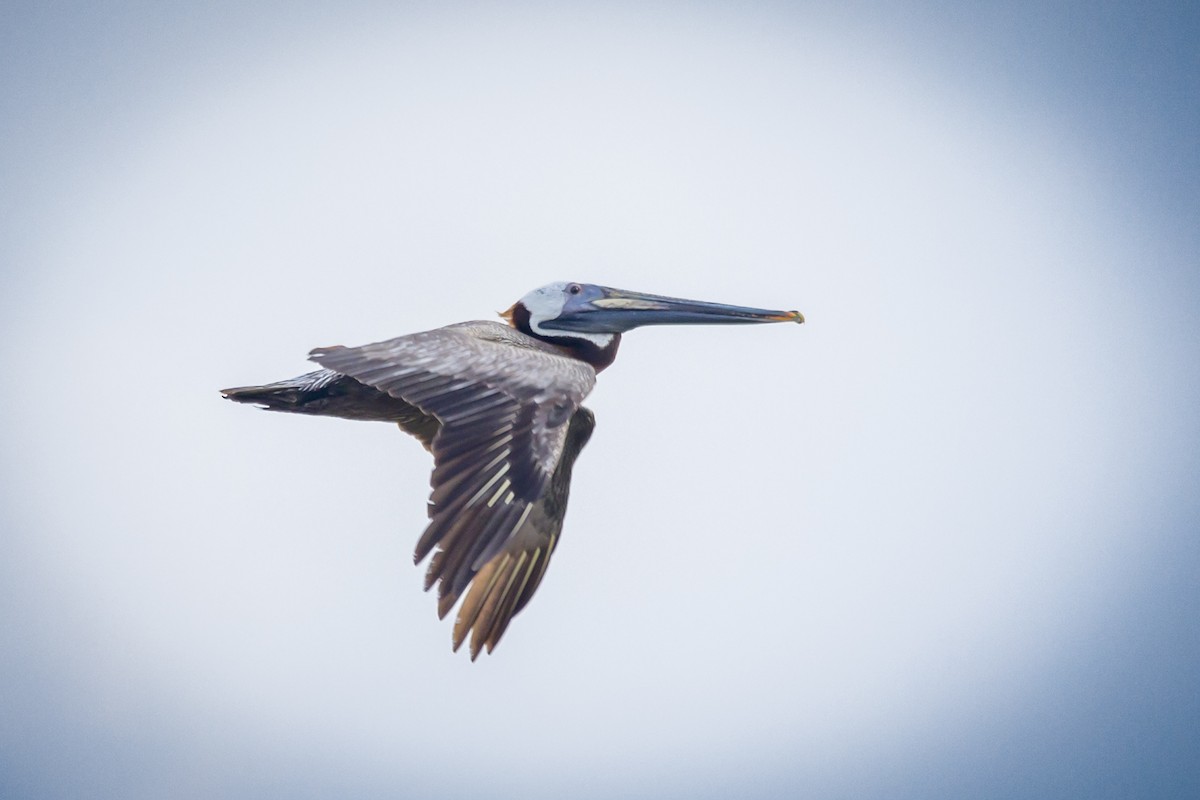 Brown Pelican - ML619448064