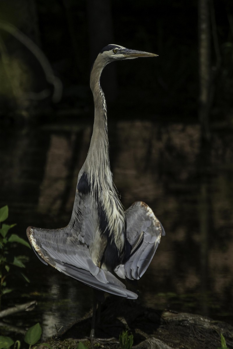 Great Blue Heron - Chris Griffin