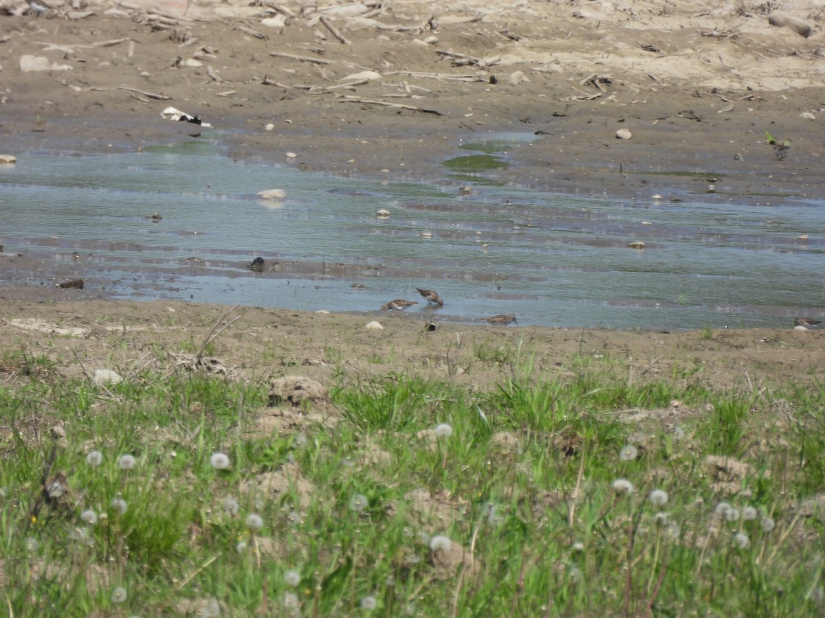 Least Sandpiper - Alexander R