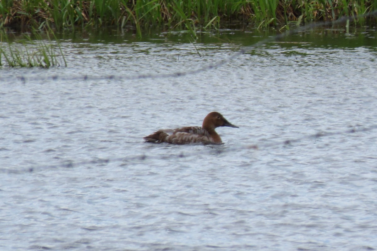 Canvasback - Shane Dollman