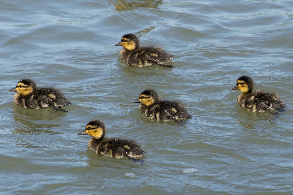 American Black Duck - Ian Bell