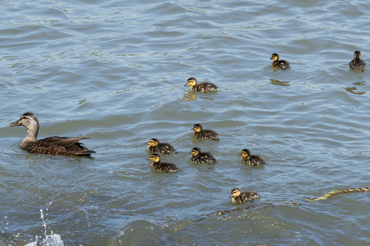 American Black Duck - Ian Bell