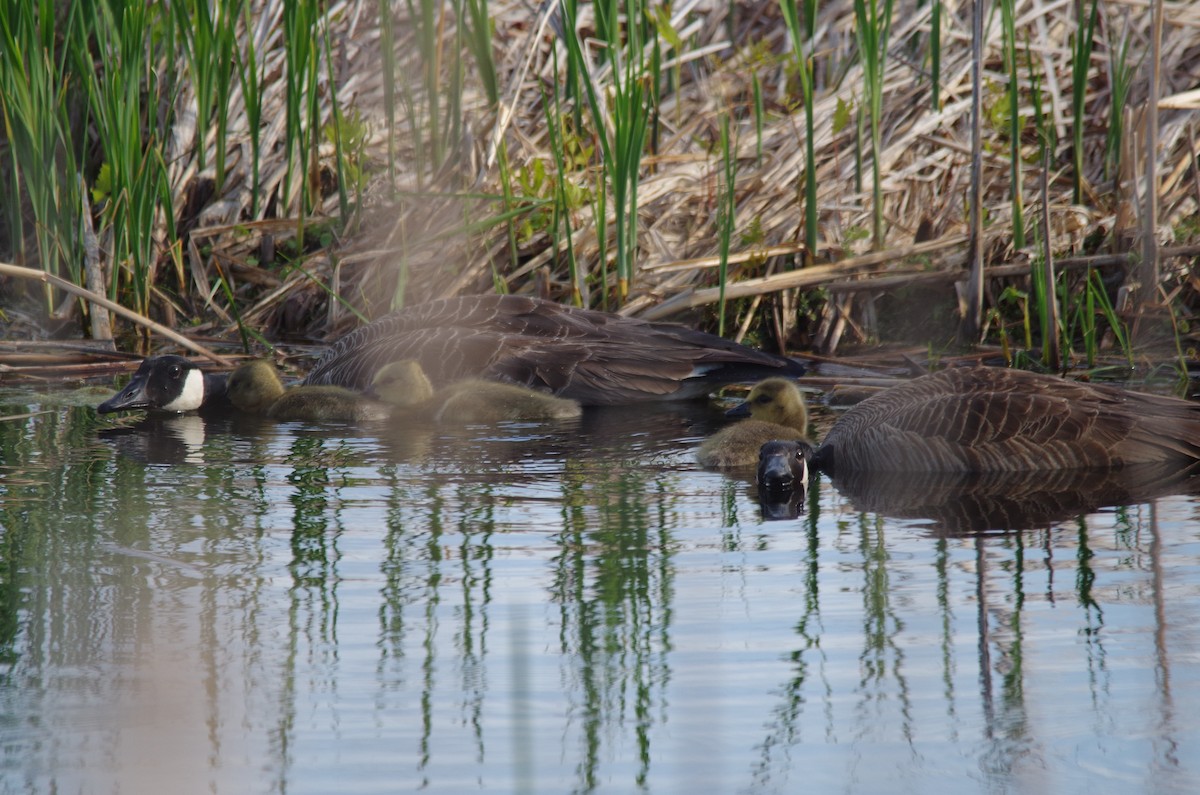 Canada Goose - Jeff Ogden