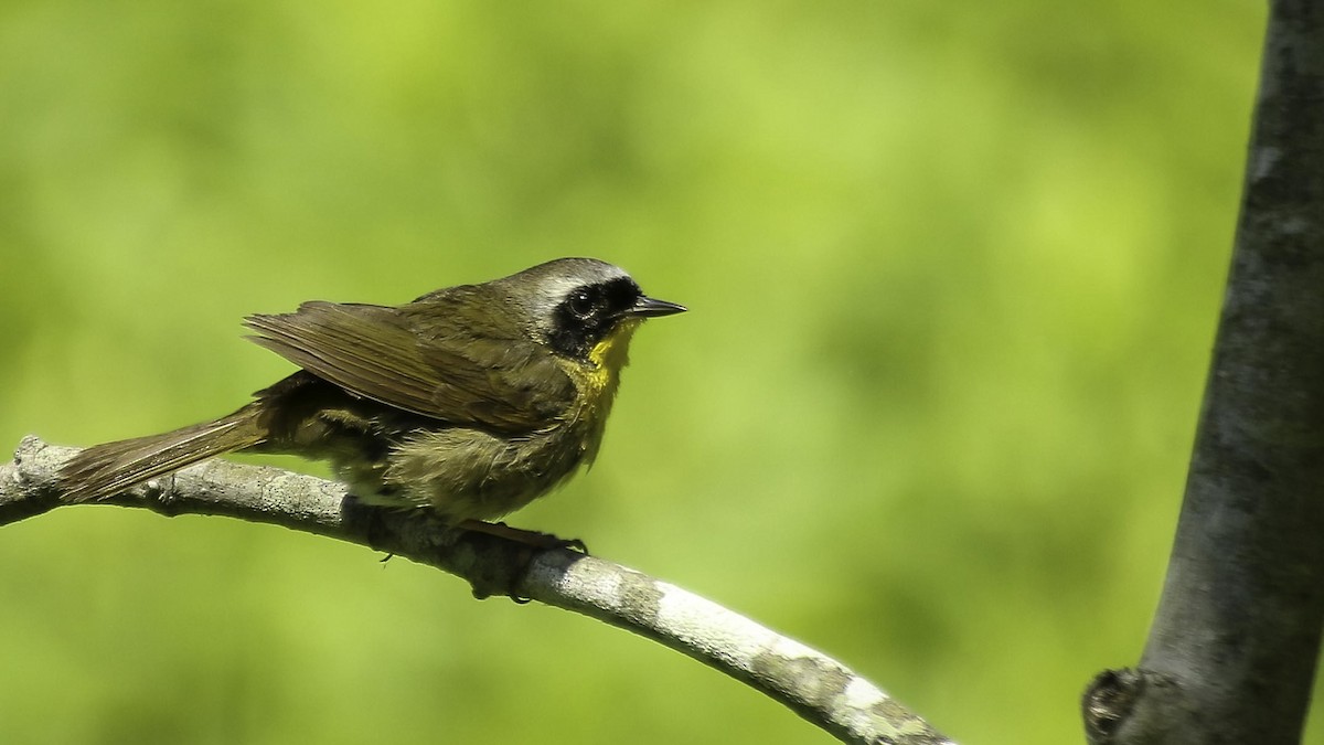 Common Yellowthroat - Chris Griffin