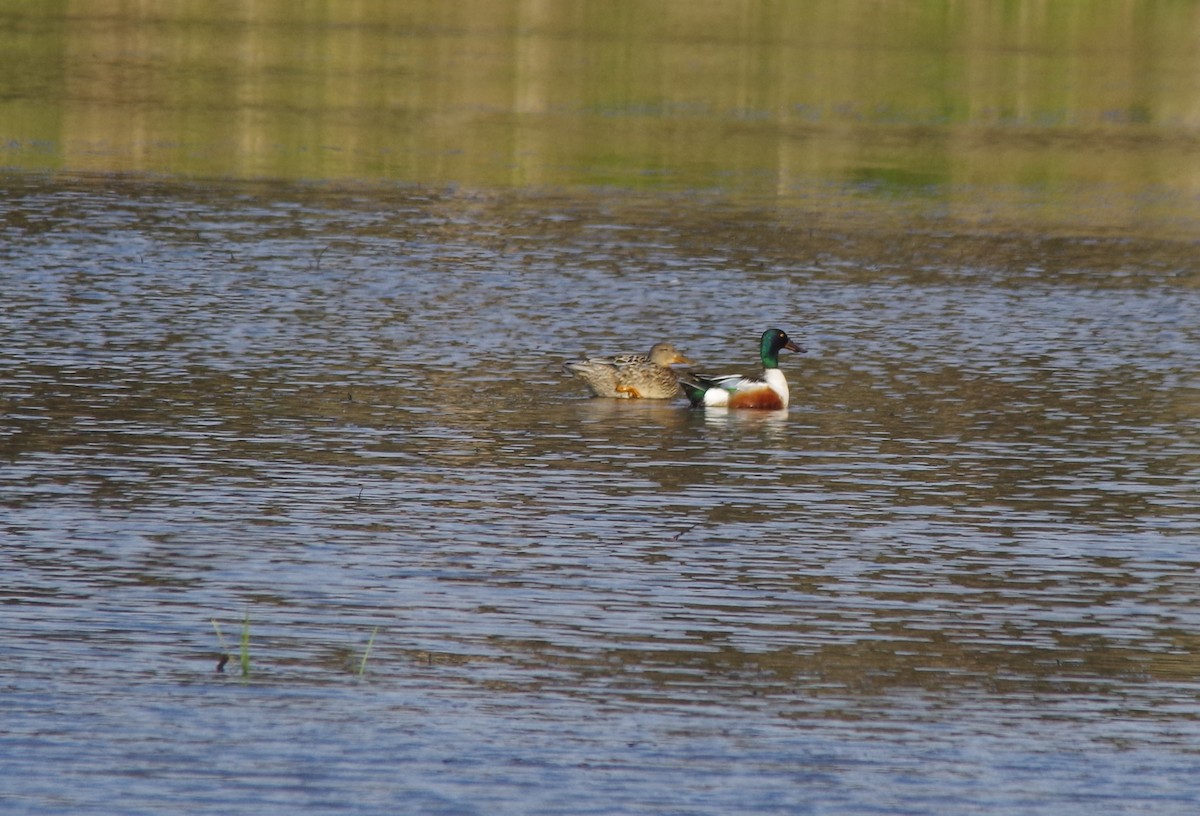 Northern Shoveler - Jeff Ogden