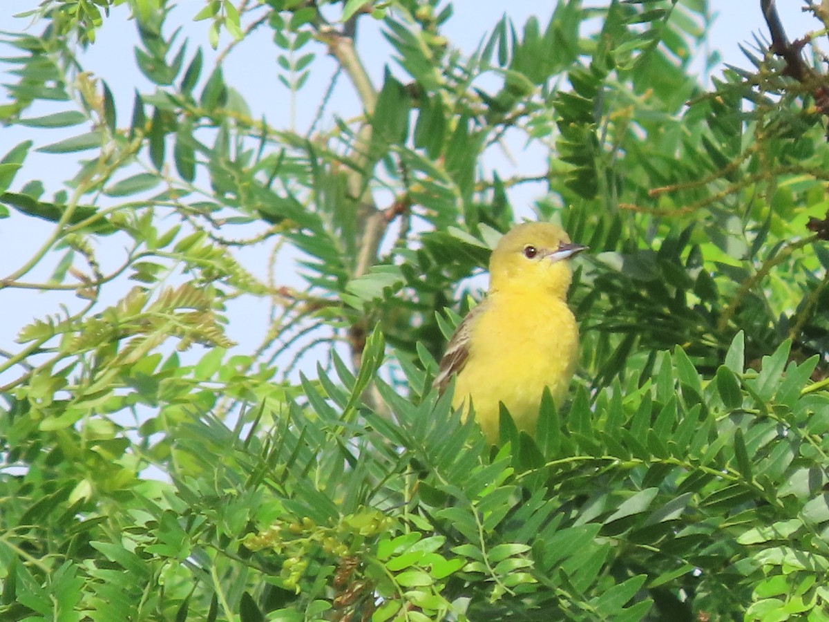 Orchard Oriole - ML619448097