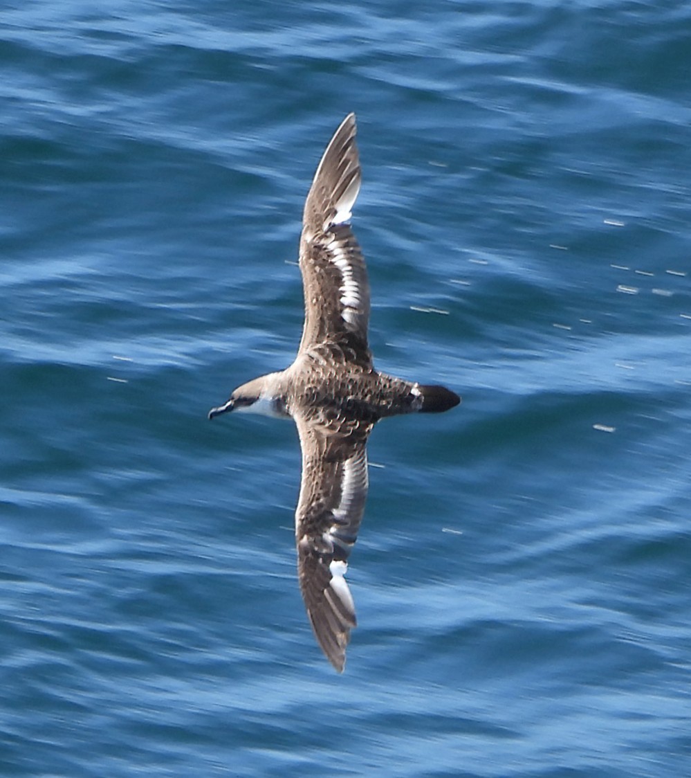 Great Shearwater - Patricia Teague