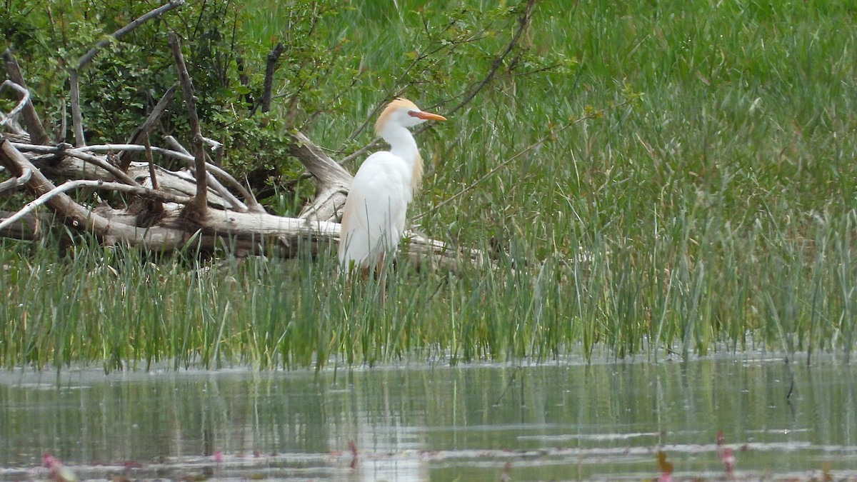 Western Cattle Egret - ML619448110