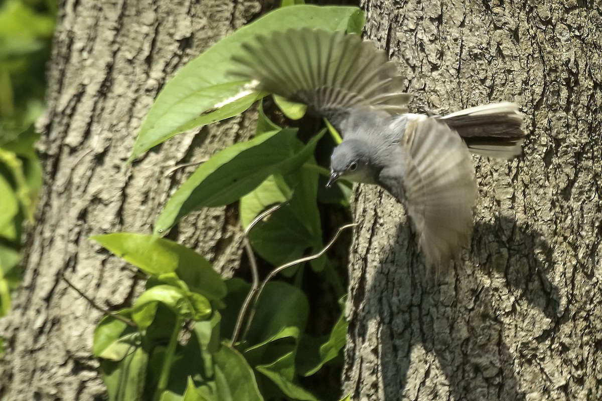 Blue-gray Gnatcatcher - Chris Griffin