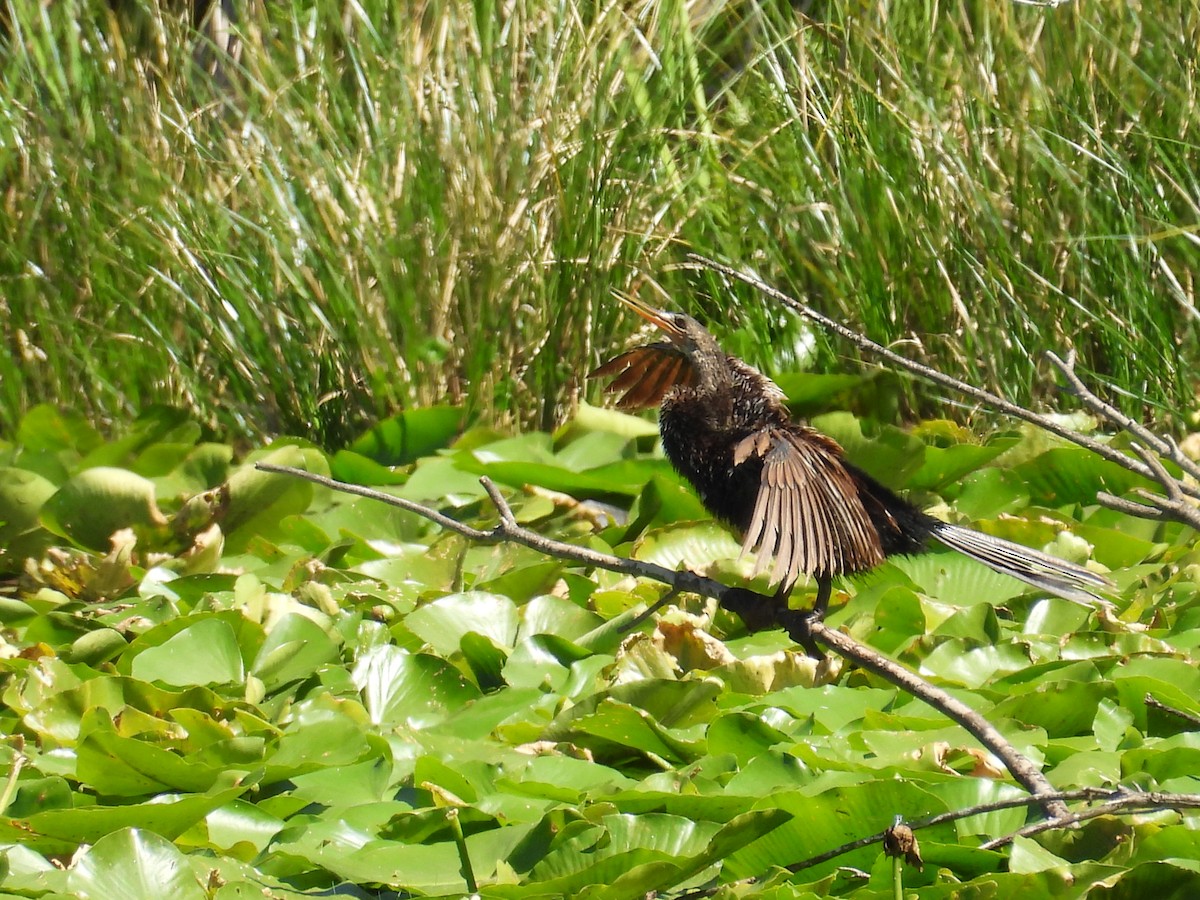 Anhinga - Kimberly Snaric