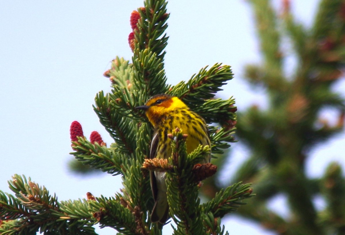 Cape May Warbler - Jeff Ogden