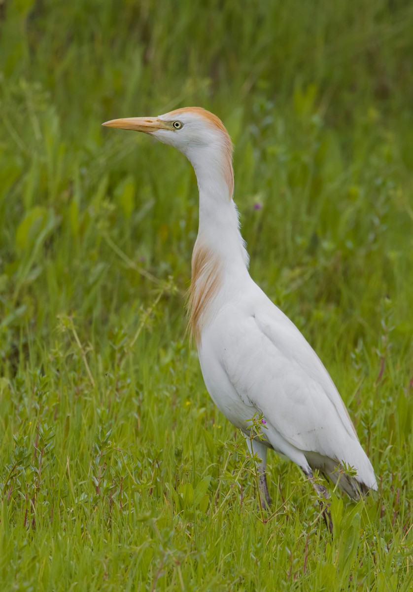 Чапля єгипетська (підвид ibis) - ML619448127