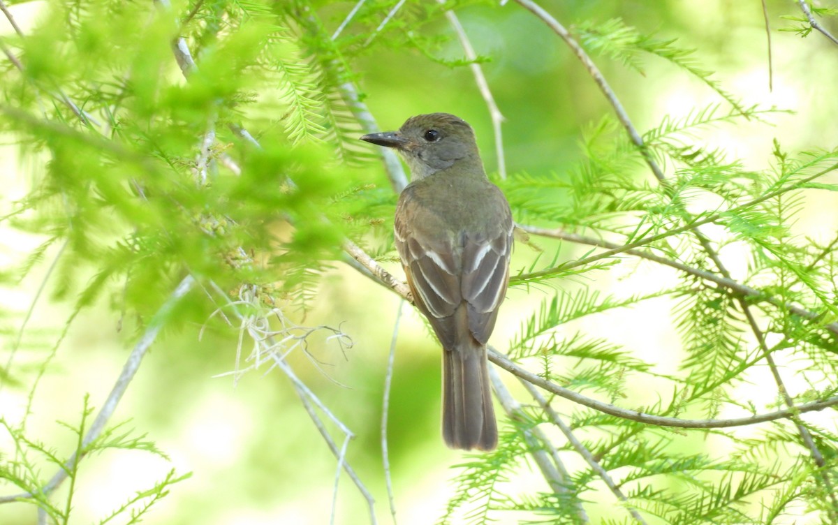 Great Crested Flycatcher - ML619448136