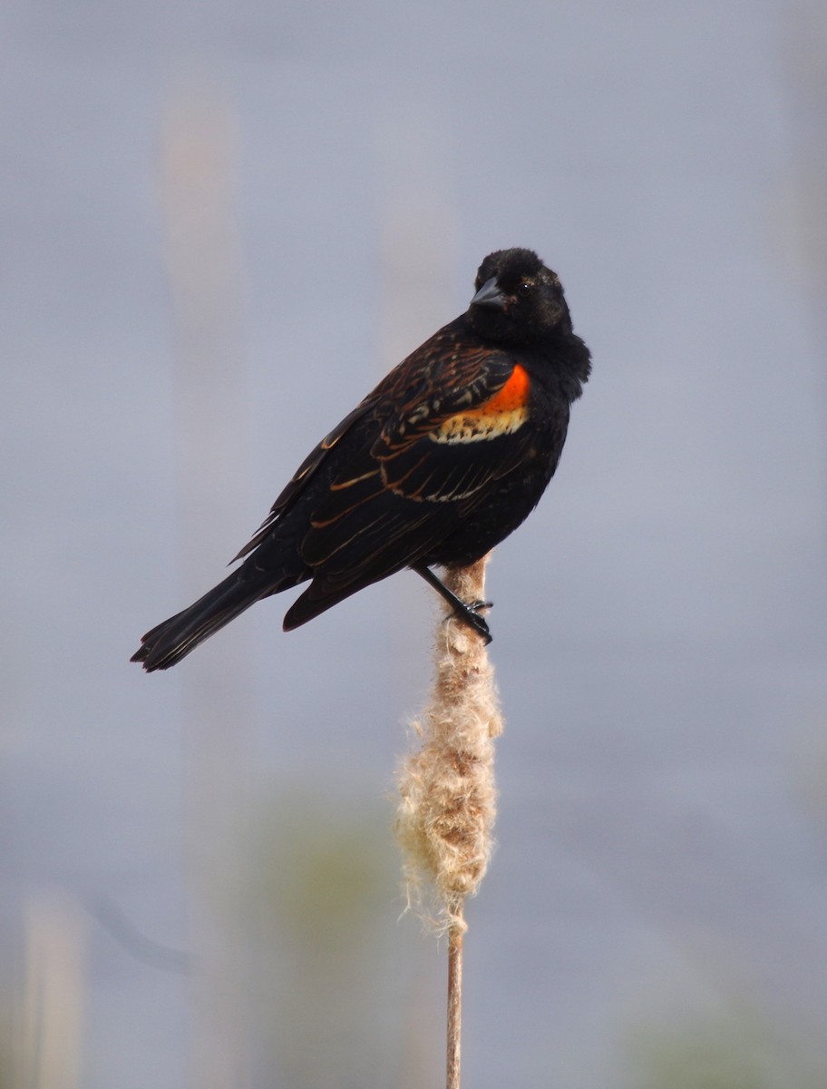 Red-winged Blackbird - Jeff Ogden