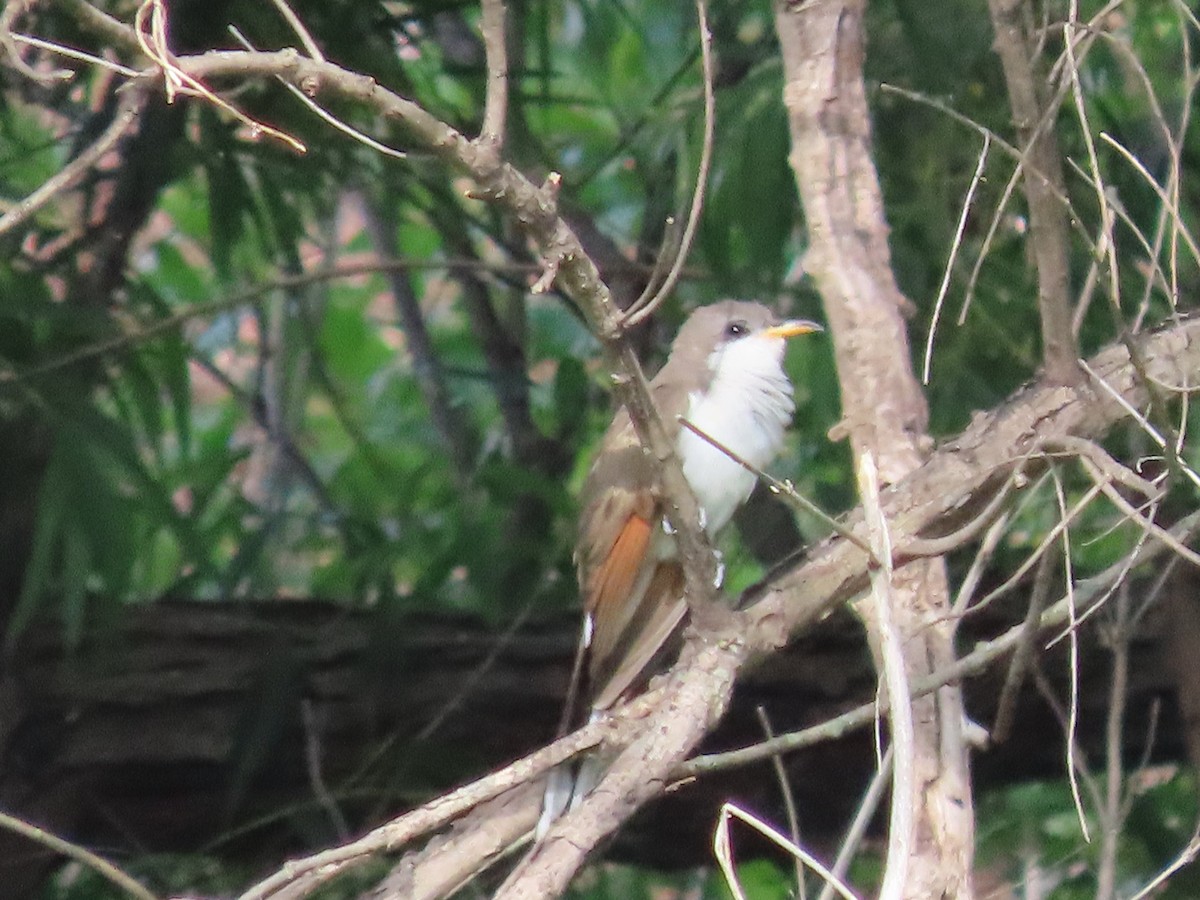 Yellow-billed Cuckoo - ML619448149