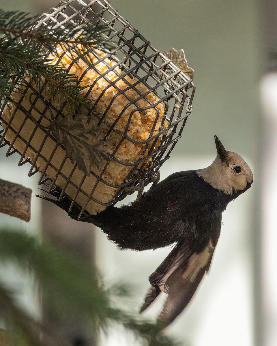 White-headed Woodpecker - Colin  Drummond