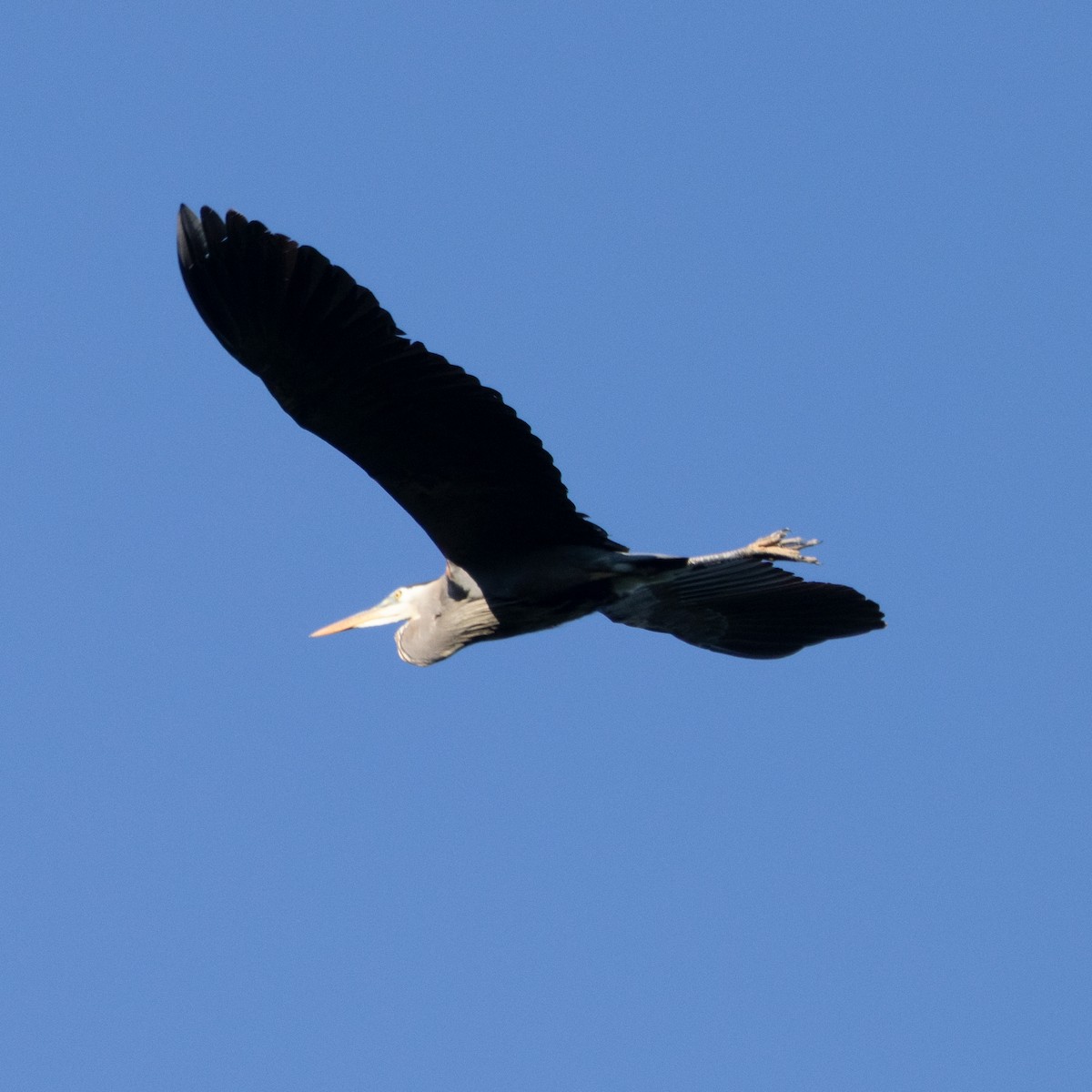 Great Blue Heron (Great Blue) - Mary McKitrick