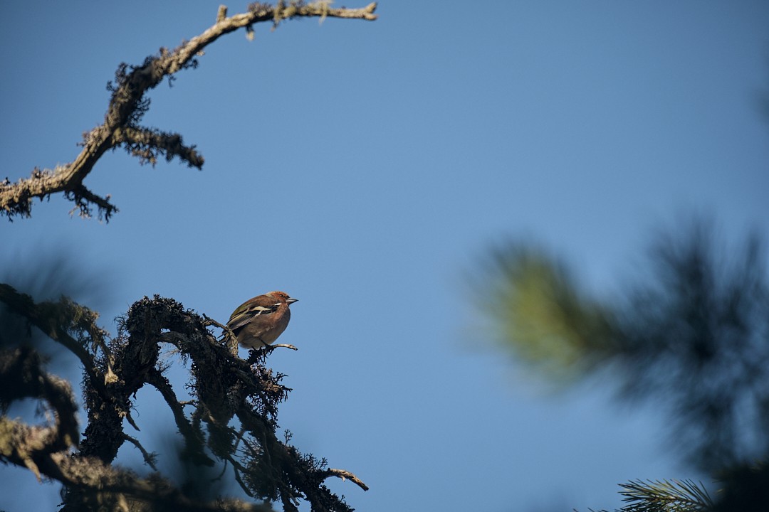 Common Chaffinch - Andrés De la Cámara