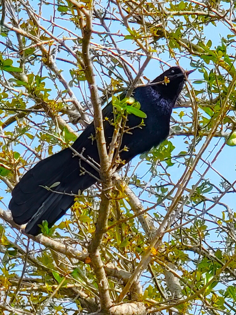 Boat-tailed Grackle - ami horowitz