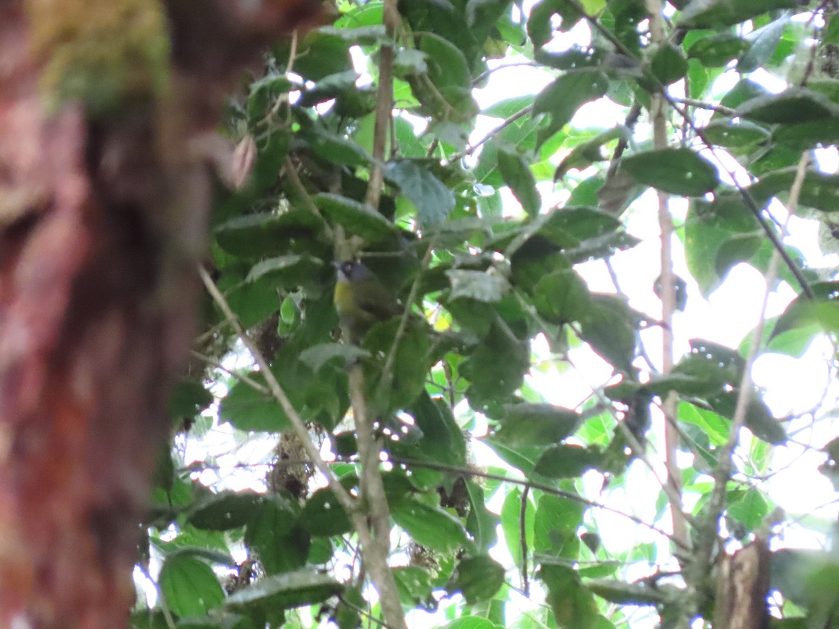 Common Chlorospingus - Cristian Cufiño