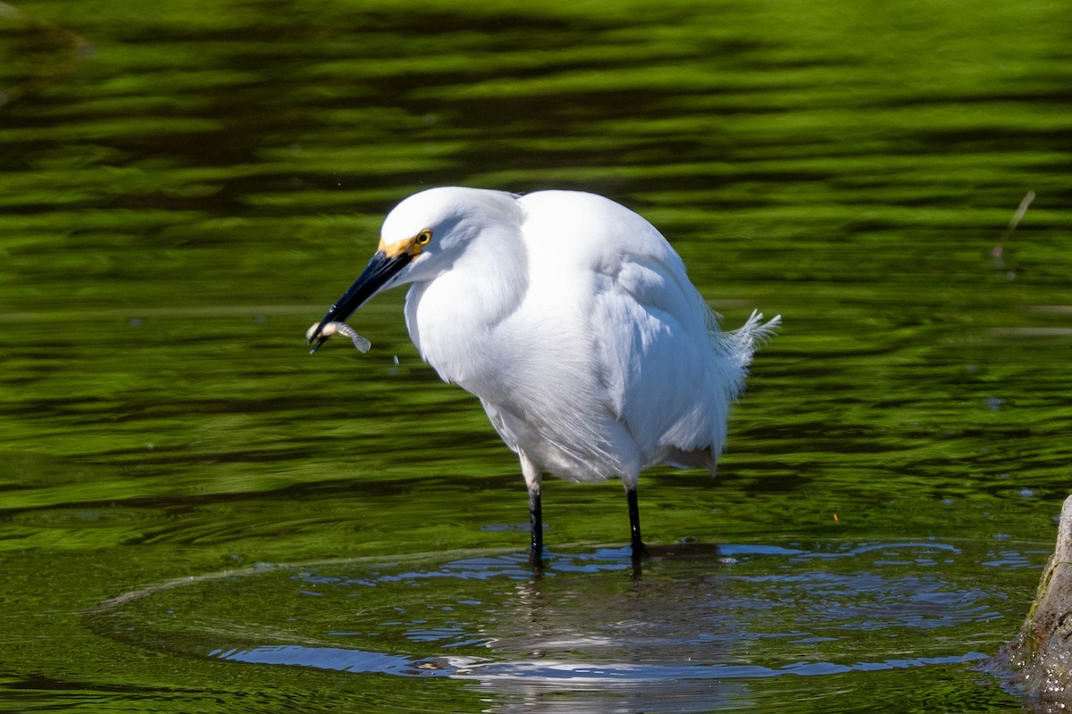 Snowy Egret - Ted Kavanagh