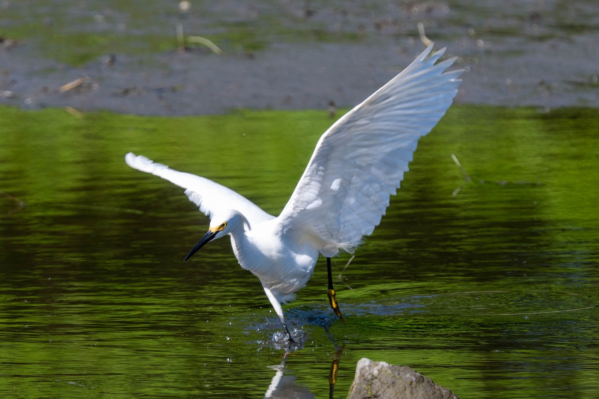 Snowy Egret - Ted Kavanagh