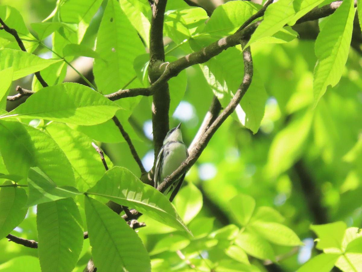 Cerulean Warbler - Doug Graham