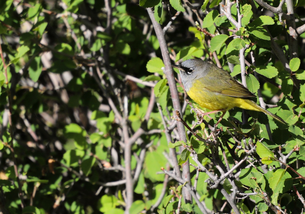 MacGillivray's Warbler - cliff utech