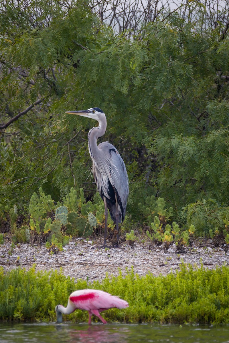 rosenskjestork - ML619448182