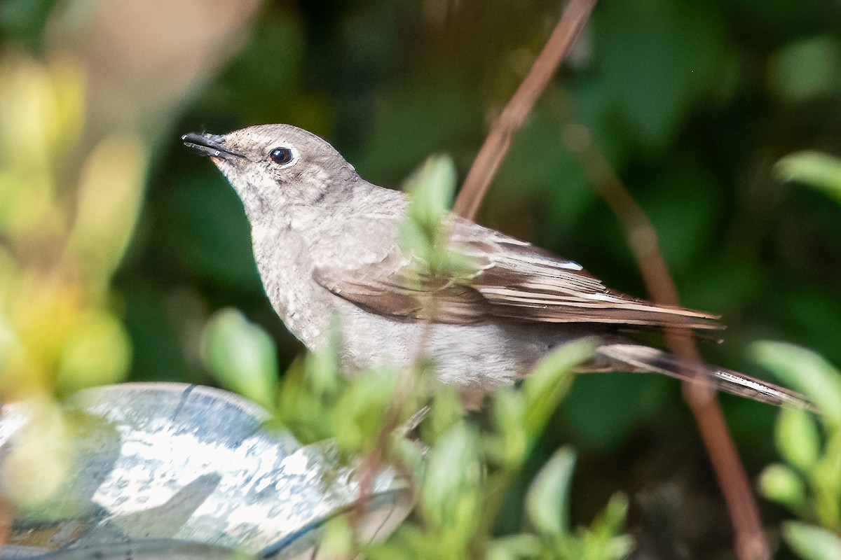 Townsend's Solitaire - Colin  Drummond