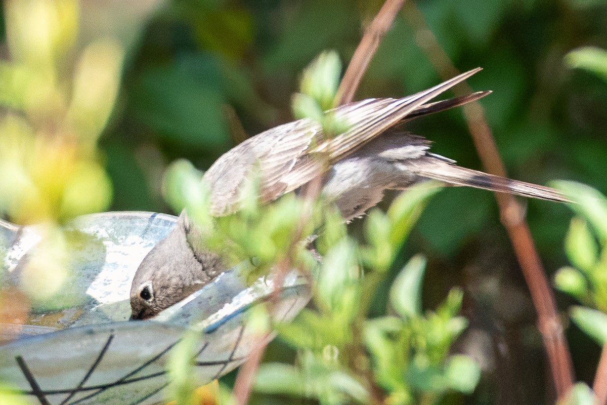 Townsend's Solitaire - Colin  Drummond