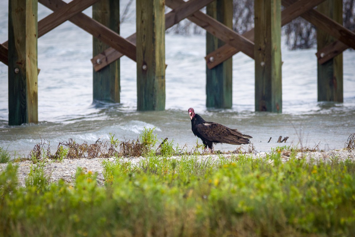 Turkey Vulture - ML619448187