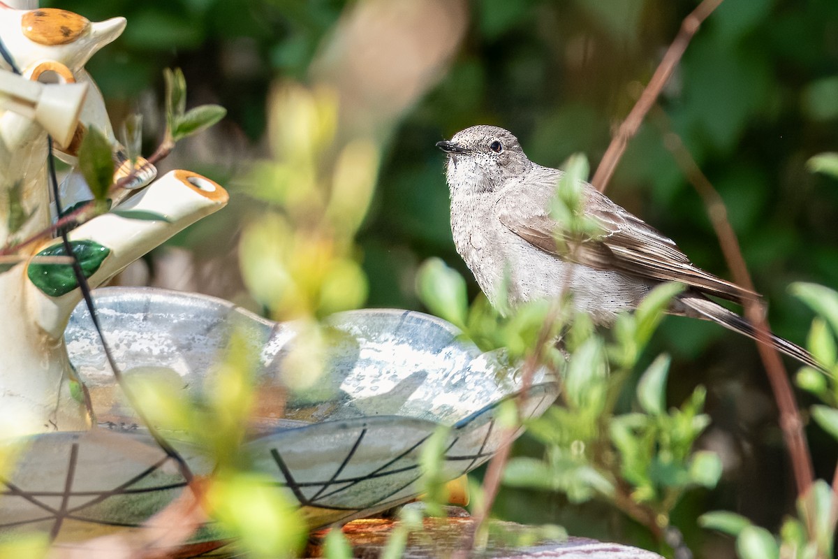 Townsend's Solitaire - Colin  Drummond