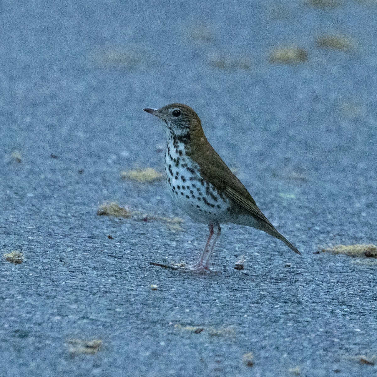 Wood Thrush - Mary McKitrick