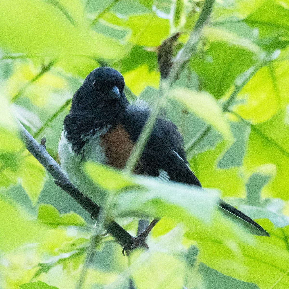 Eastern Towhee - Mary McKitrick