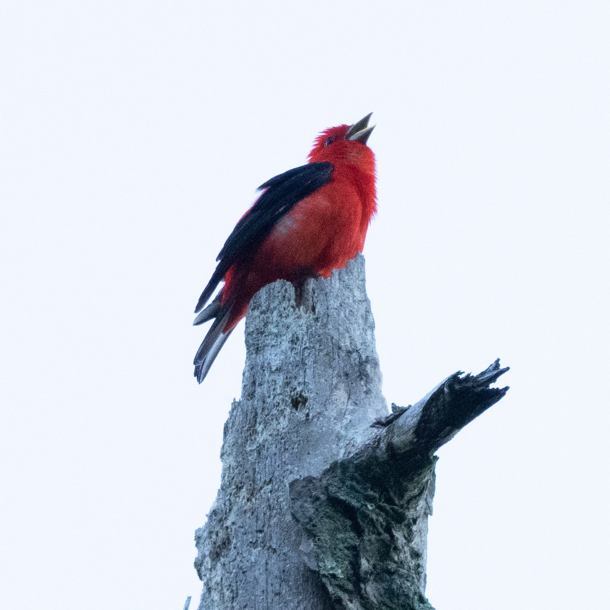 Scarlet Tanager - Mary McKitrick