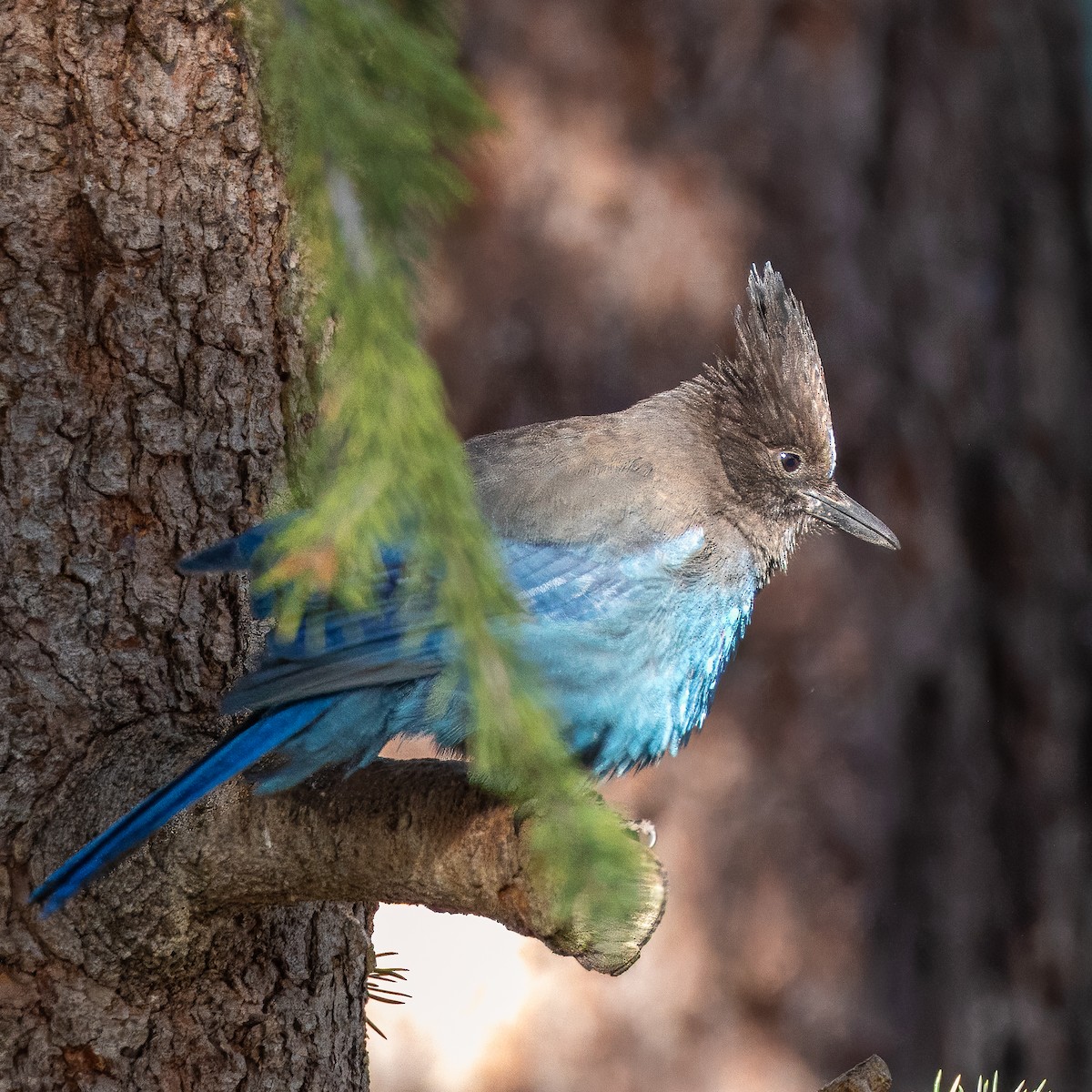 Steller's Jay - Colin  Drummond