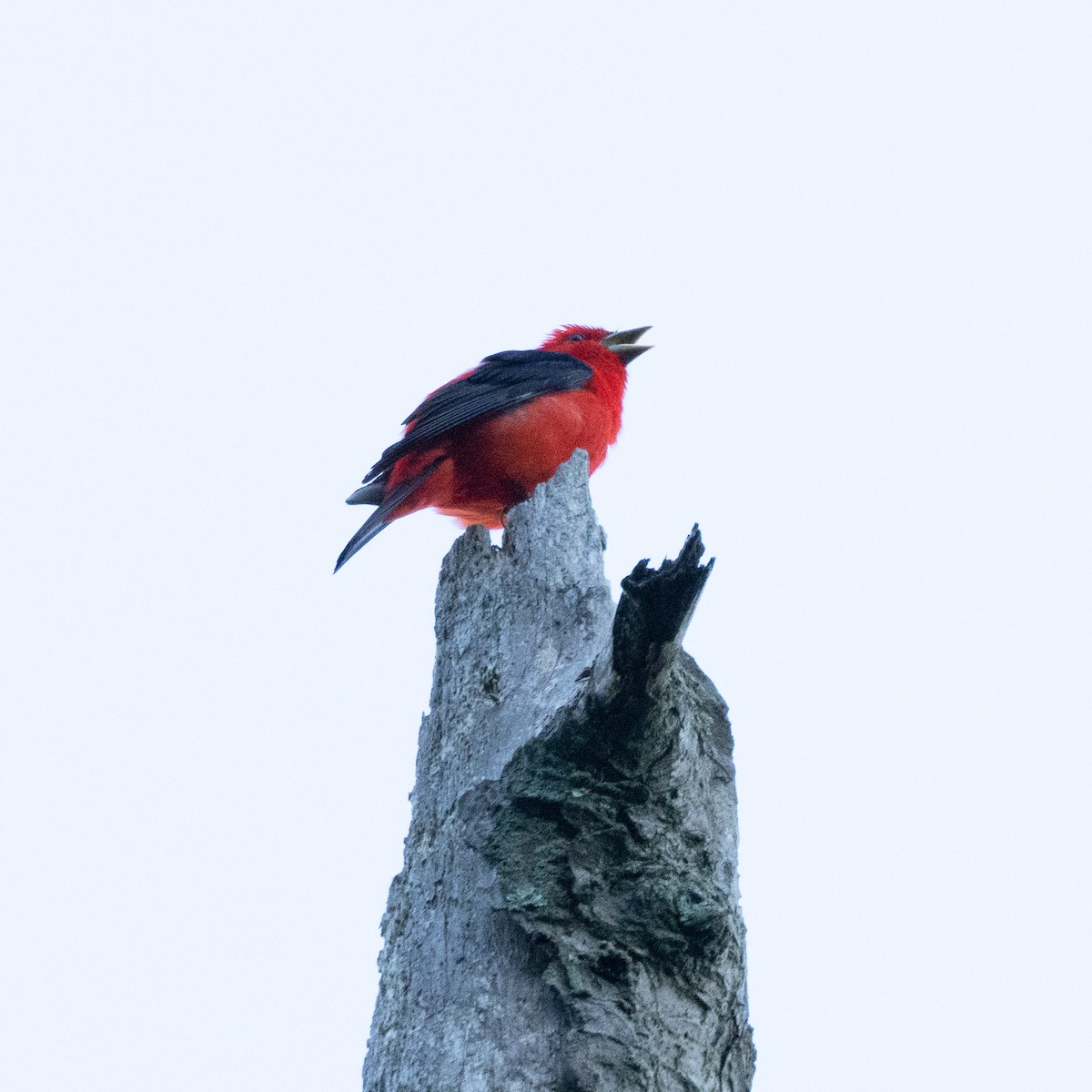 Scarlet Tanager - Mary McKitrick