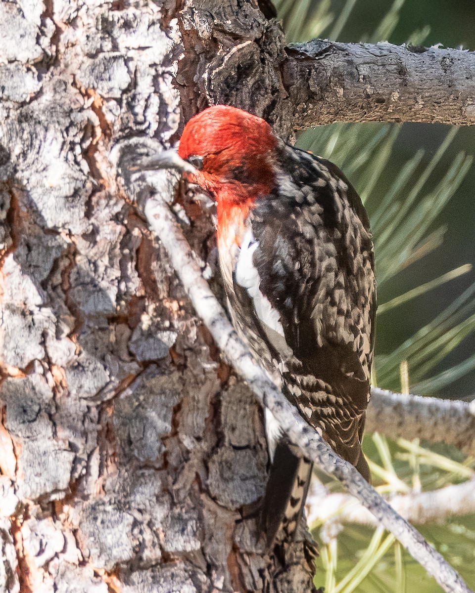 Red-breasted Sapsucker - Colin  Drummond