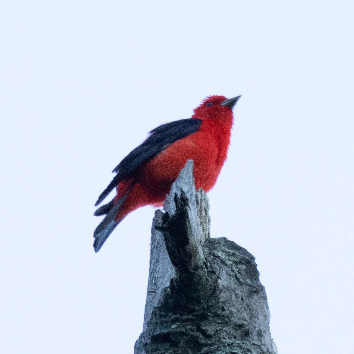 Scarlet Tanager - Mary McKitrick