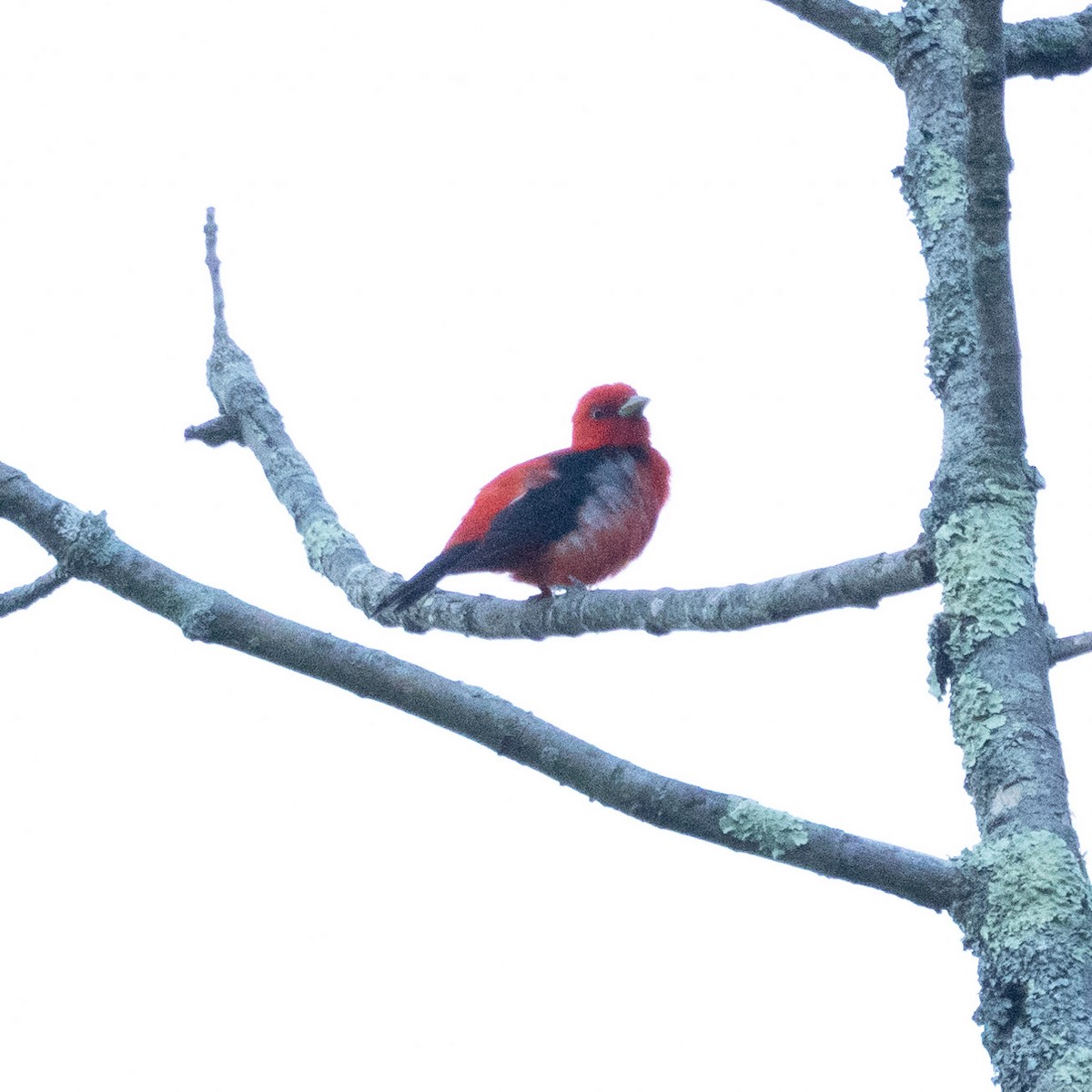 Scarlet Tanager - Mary McKitrick