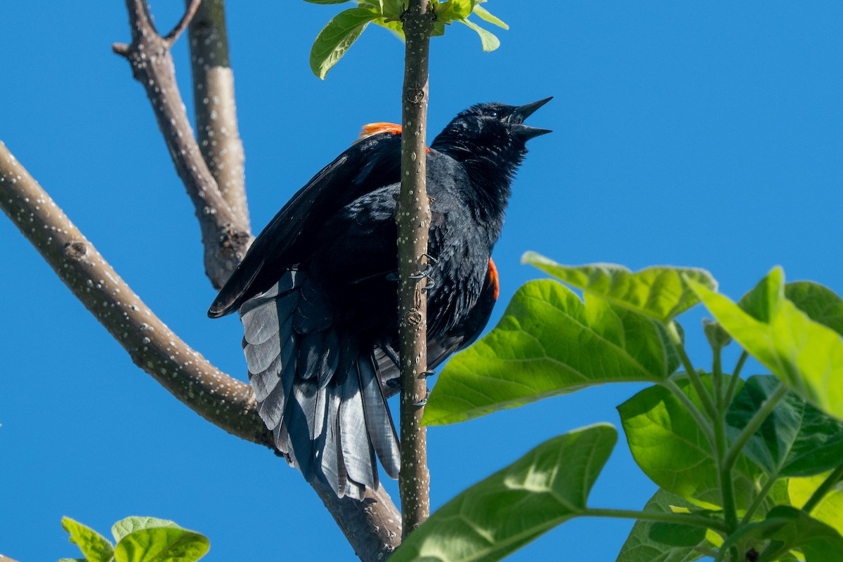 Red-winged Blackbird - Ted Kavanagh