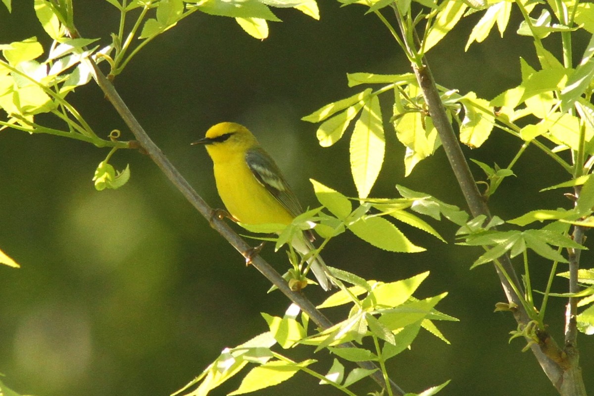 Blue-winged Warbler - Josh Duis