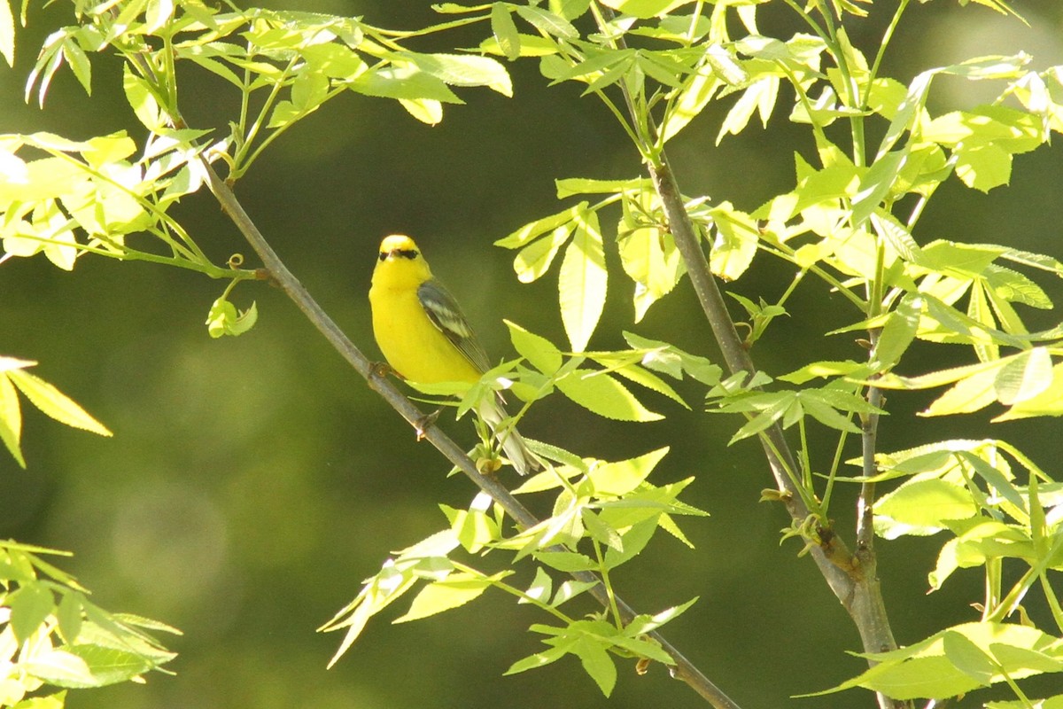 Blue-winged Warbler - Josh Duis