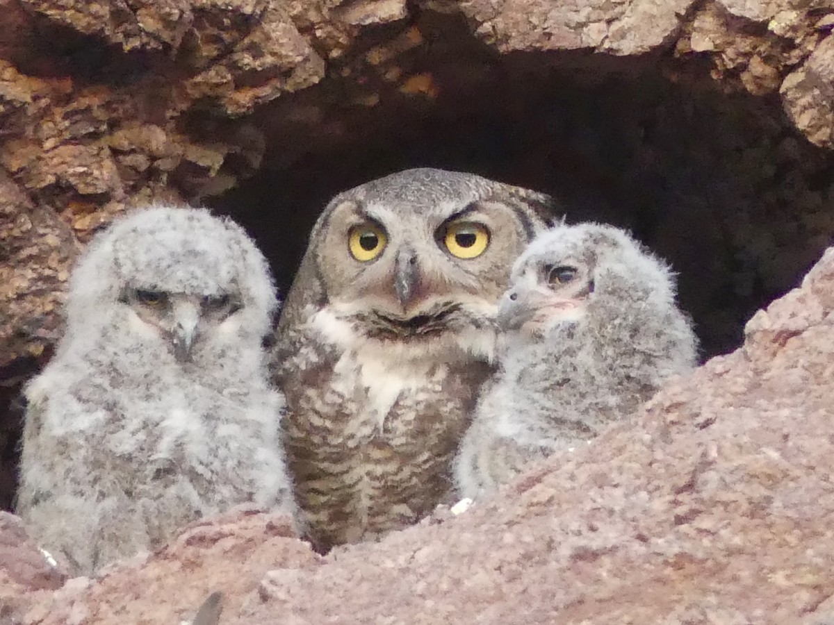 Great Horned Owl - Dennis Wolter