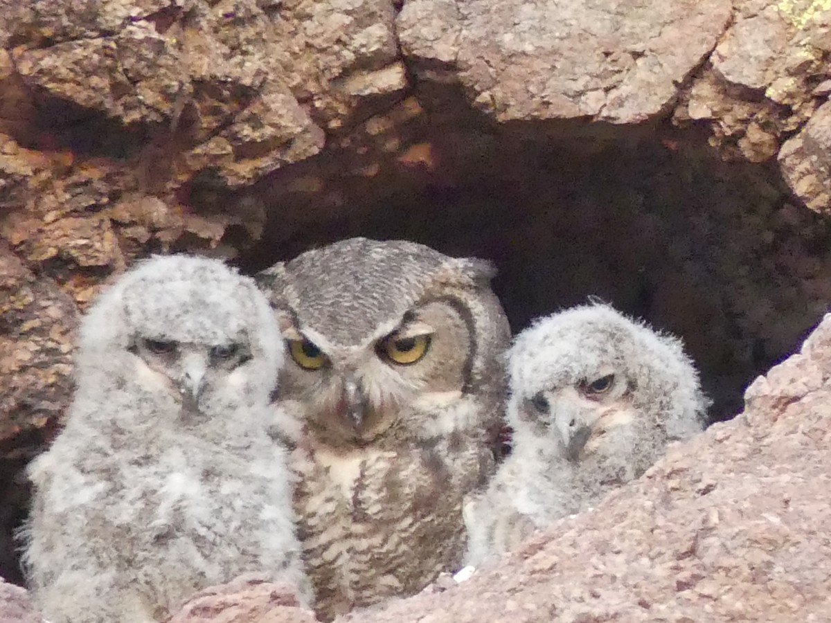 Great Horned Owl - Dennis Wolter